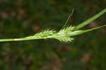 Asian shortstem sedge